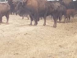 Animation fête des Bisons